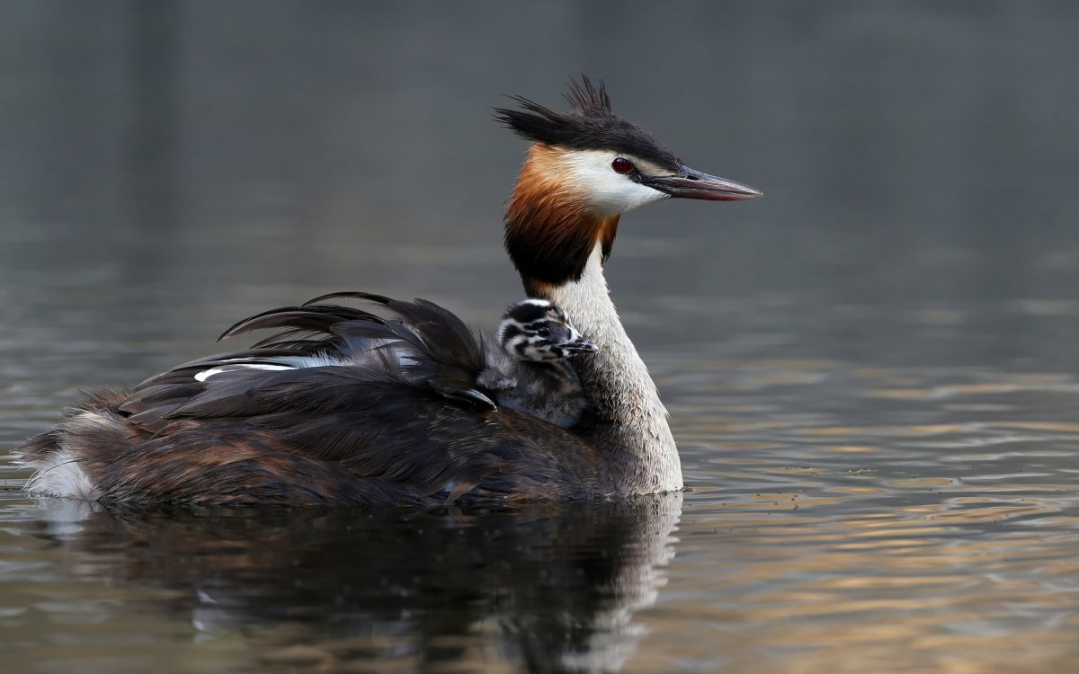 . Большая поганка (чомга) Podiceps cristatus