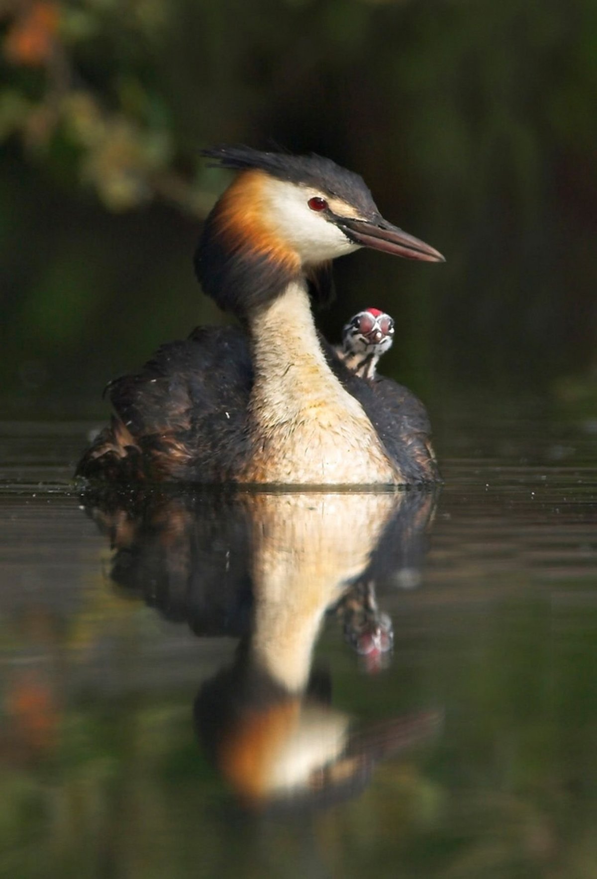 Лысуха крохаль