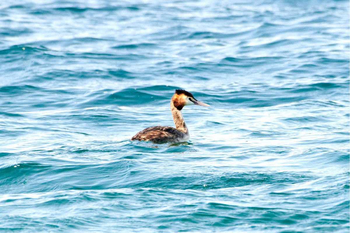 Чомга птица серая