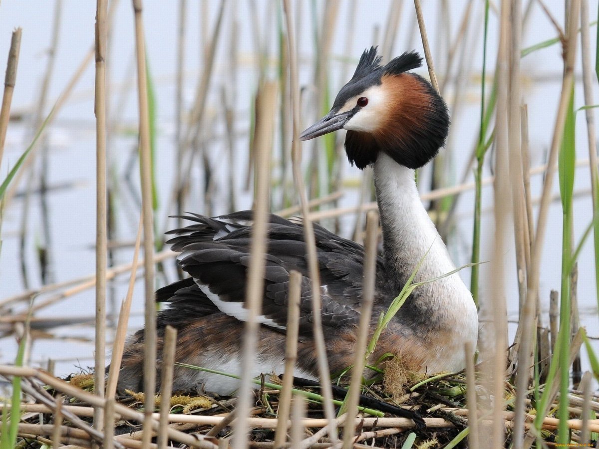 Чомга хохлатая
