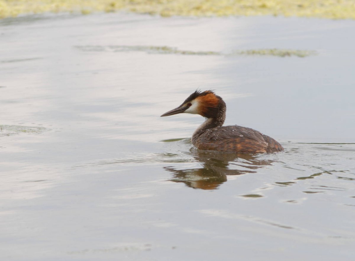 Молодая чомга