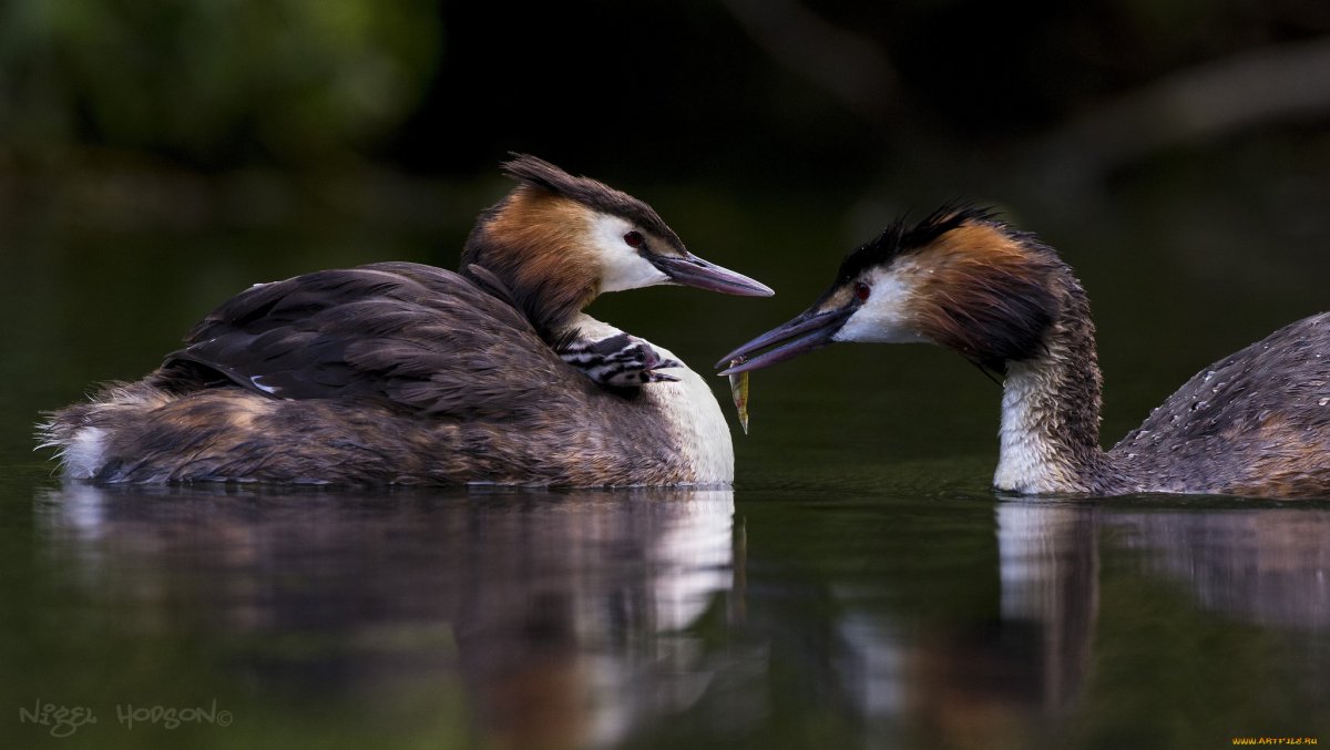 Поганка чомга птица