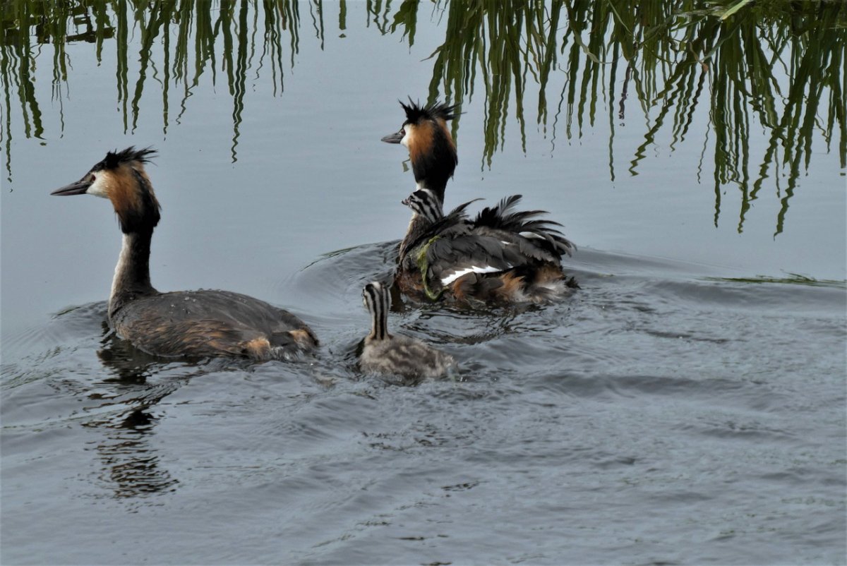 Чомга идет по земле