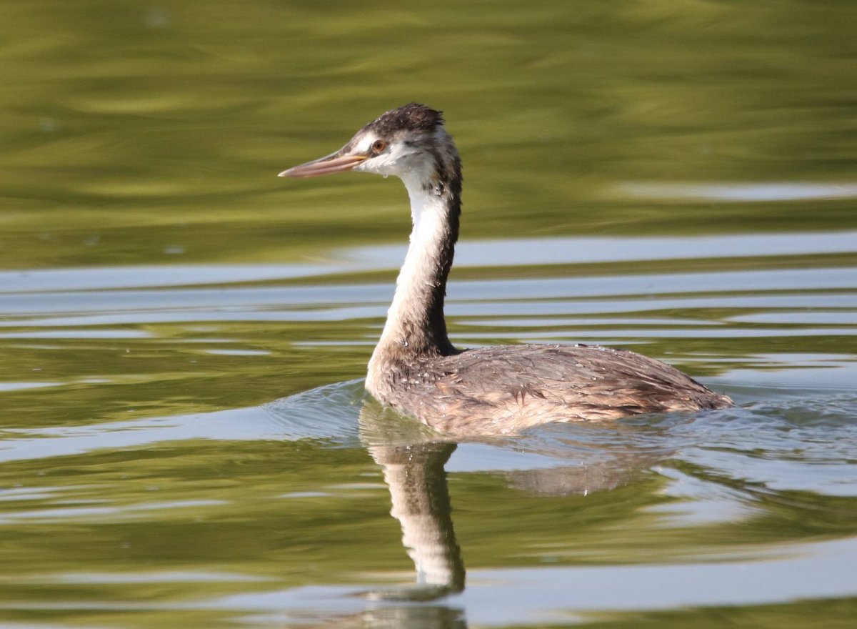 Чомга водоплавающая птица