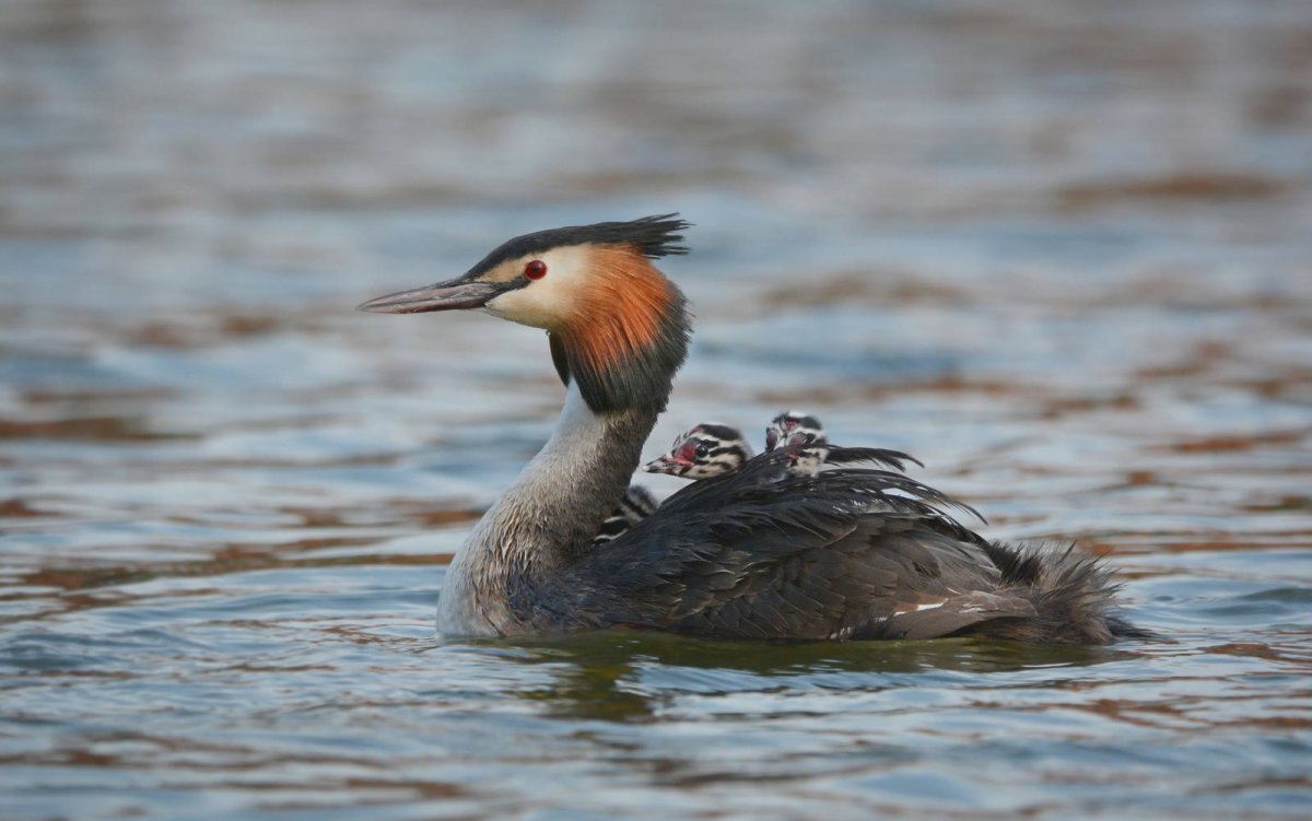 Большая поганка Podiceps cristatus Эвенкии