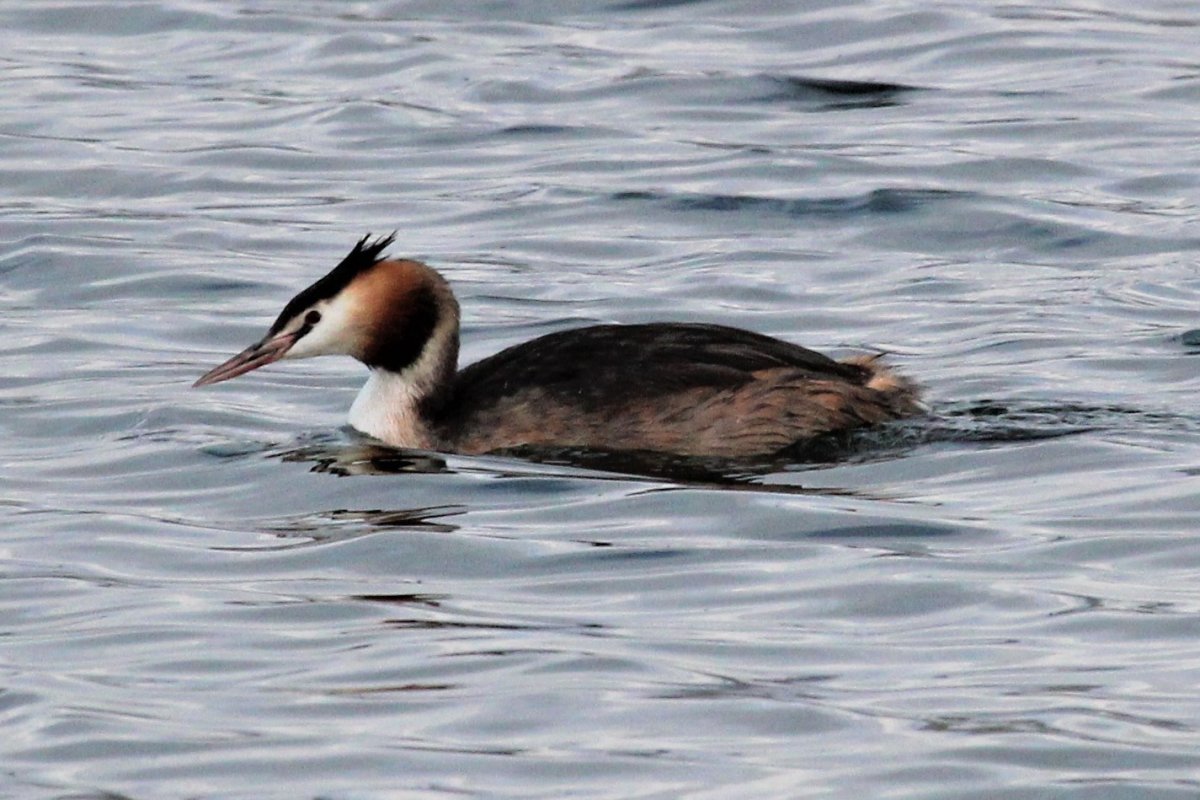 Podiceps nigricollis фото