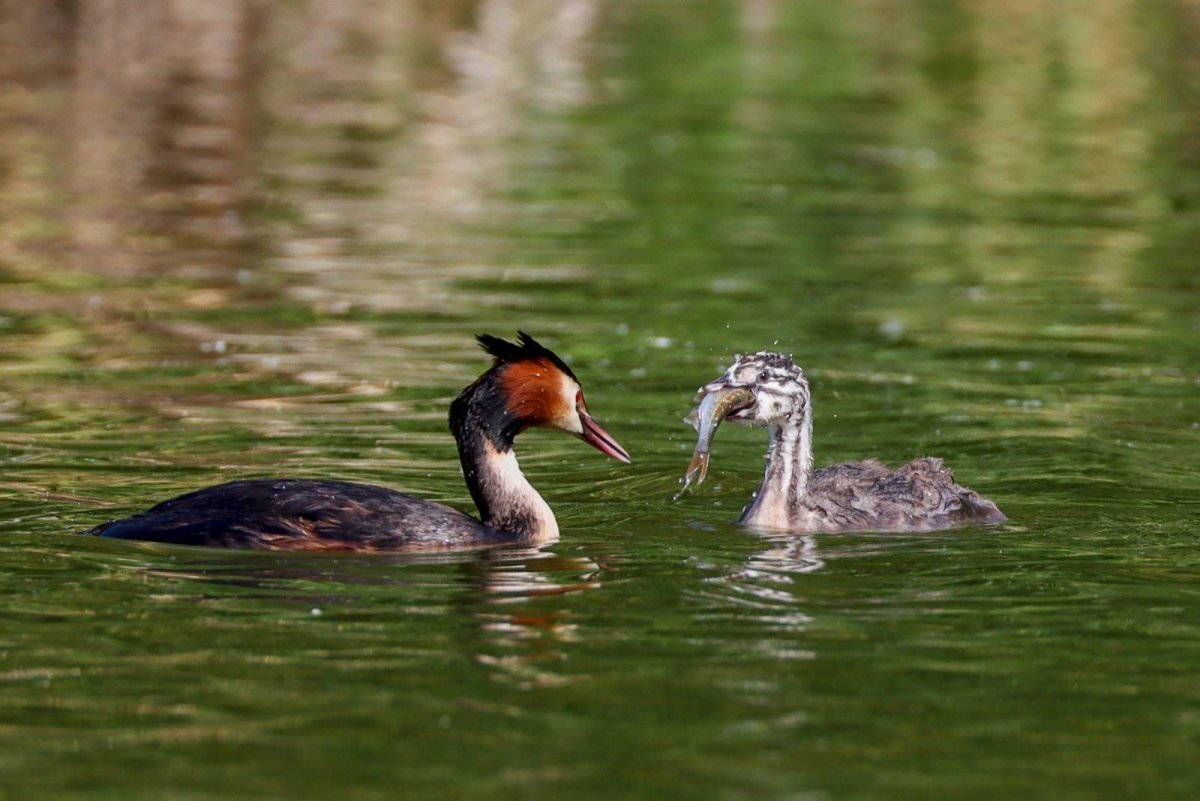 Большая поганка чомга