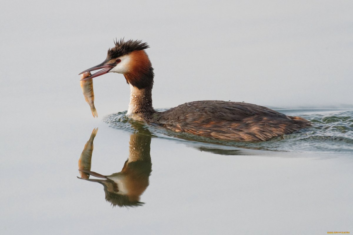Утка чомга самка