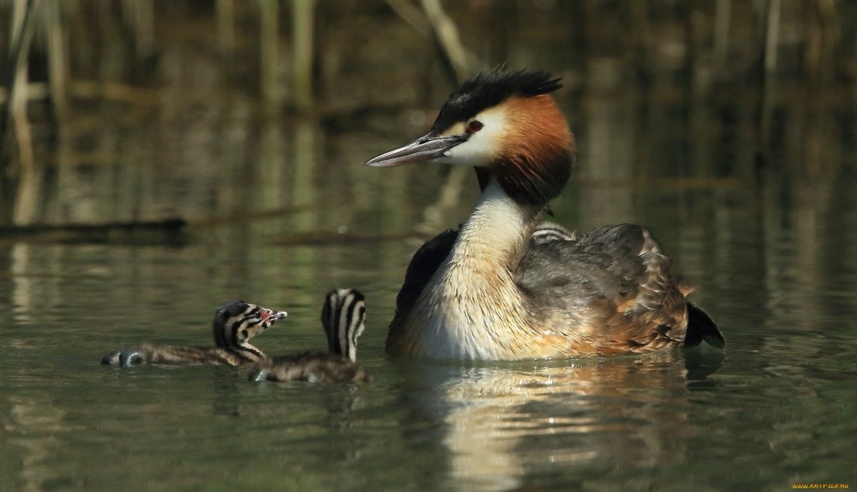 Водоплавающие чомга поганка