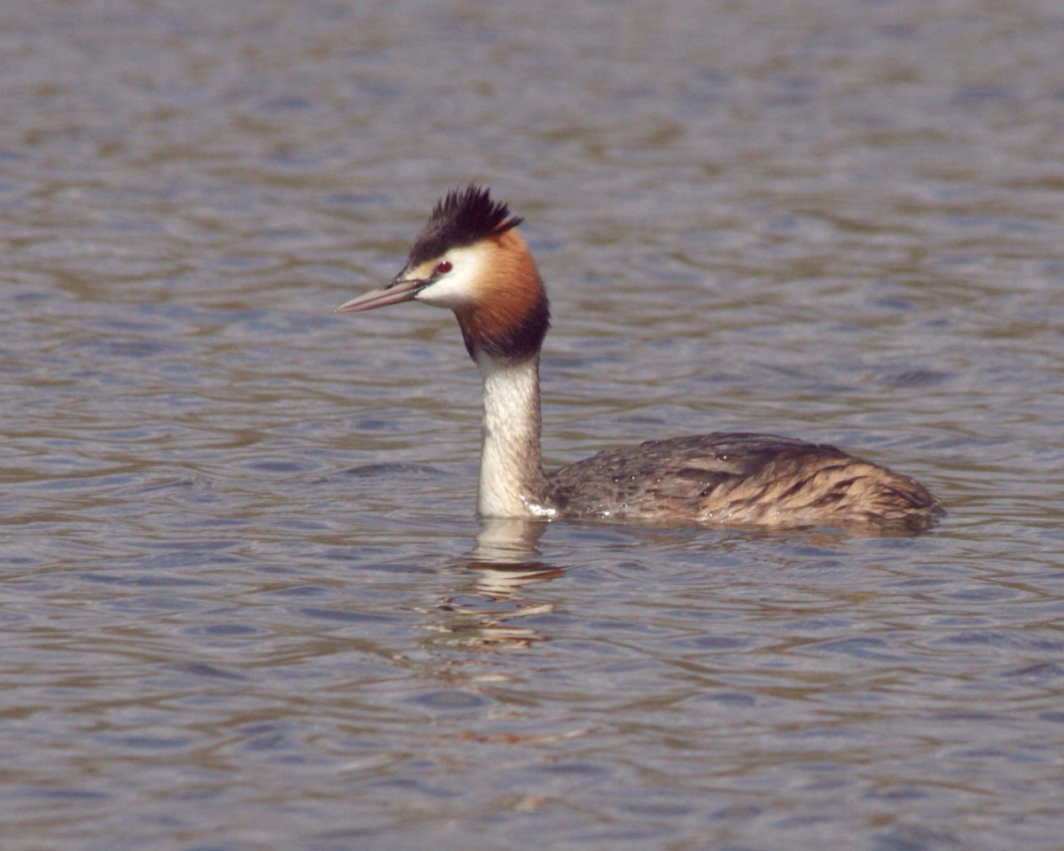 Озерная птица чомга
