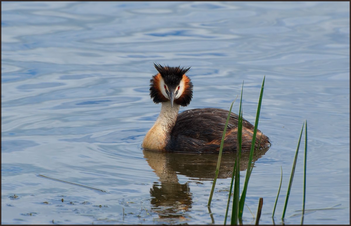 Поганка Серощекая (Podiceps grisegena)