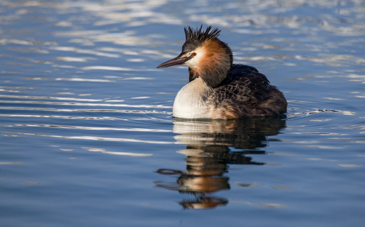 Чомга-нырец птица