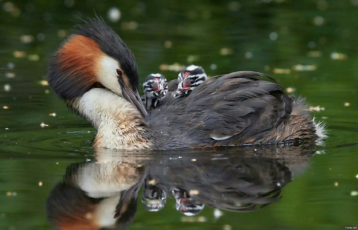 Дикие утки с хохолком