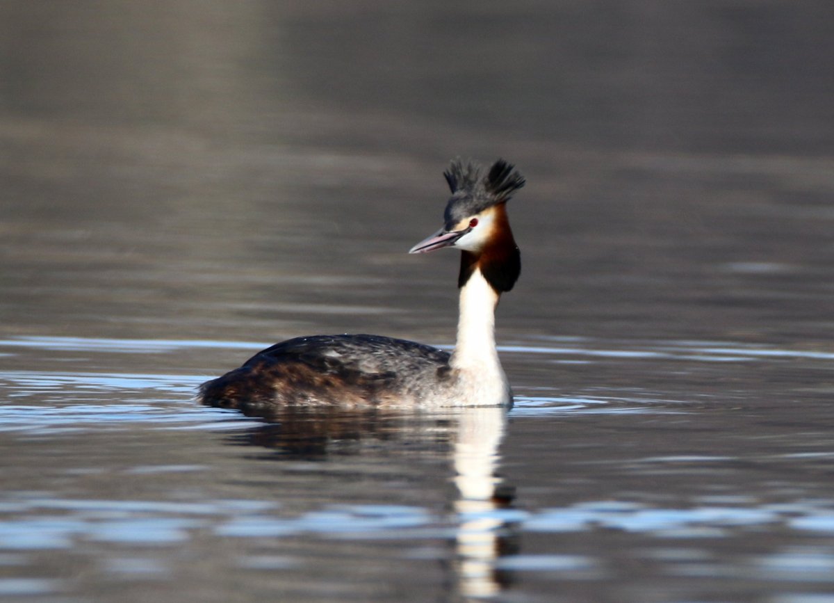 The great Crested Grebe (Podiceps cristatus)