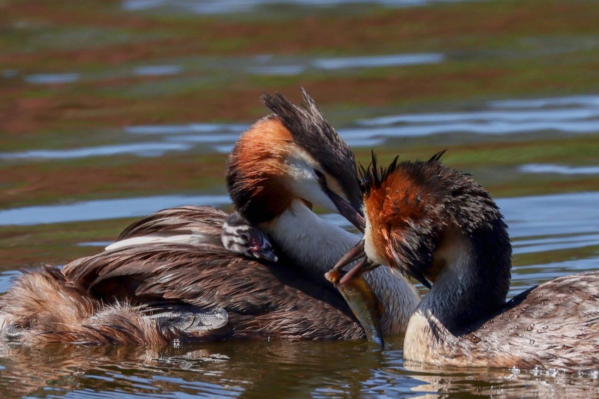 Утка поганка
