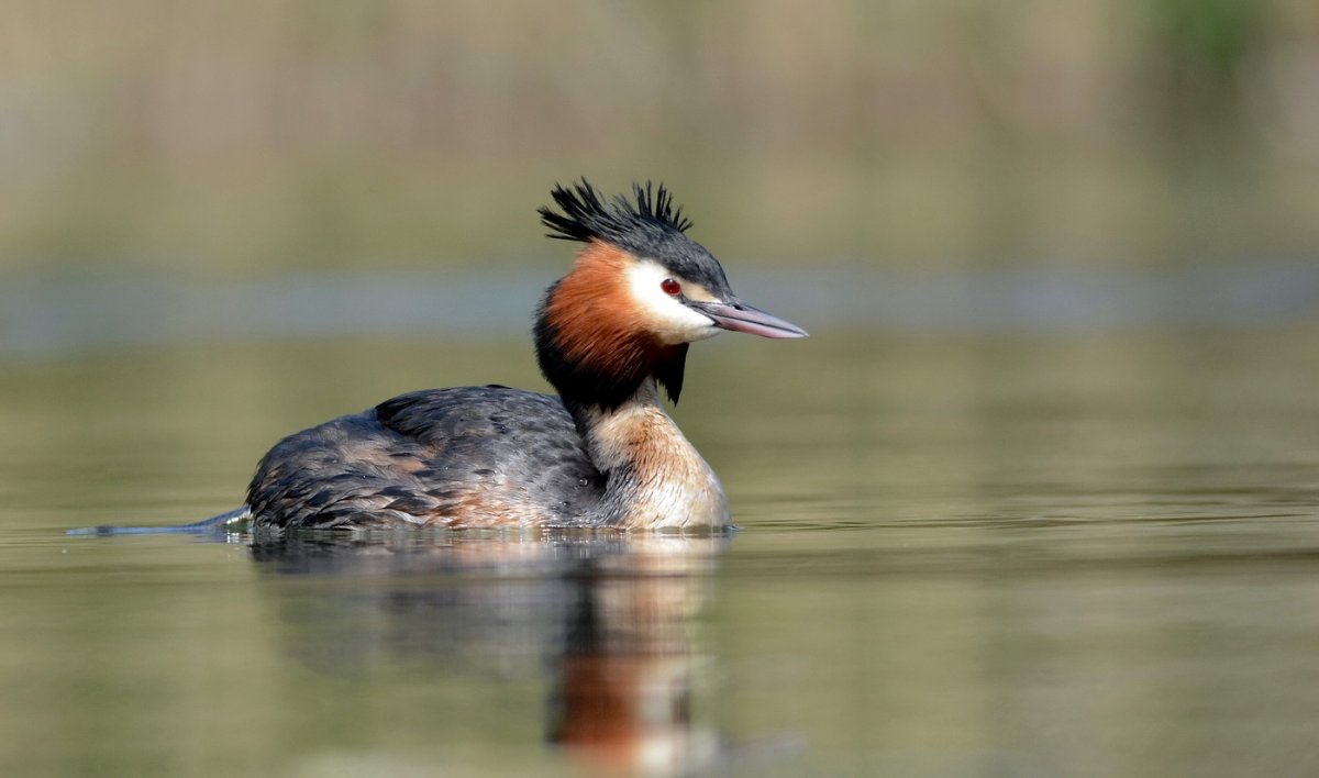 Чомга птица фото