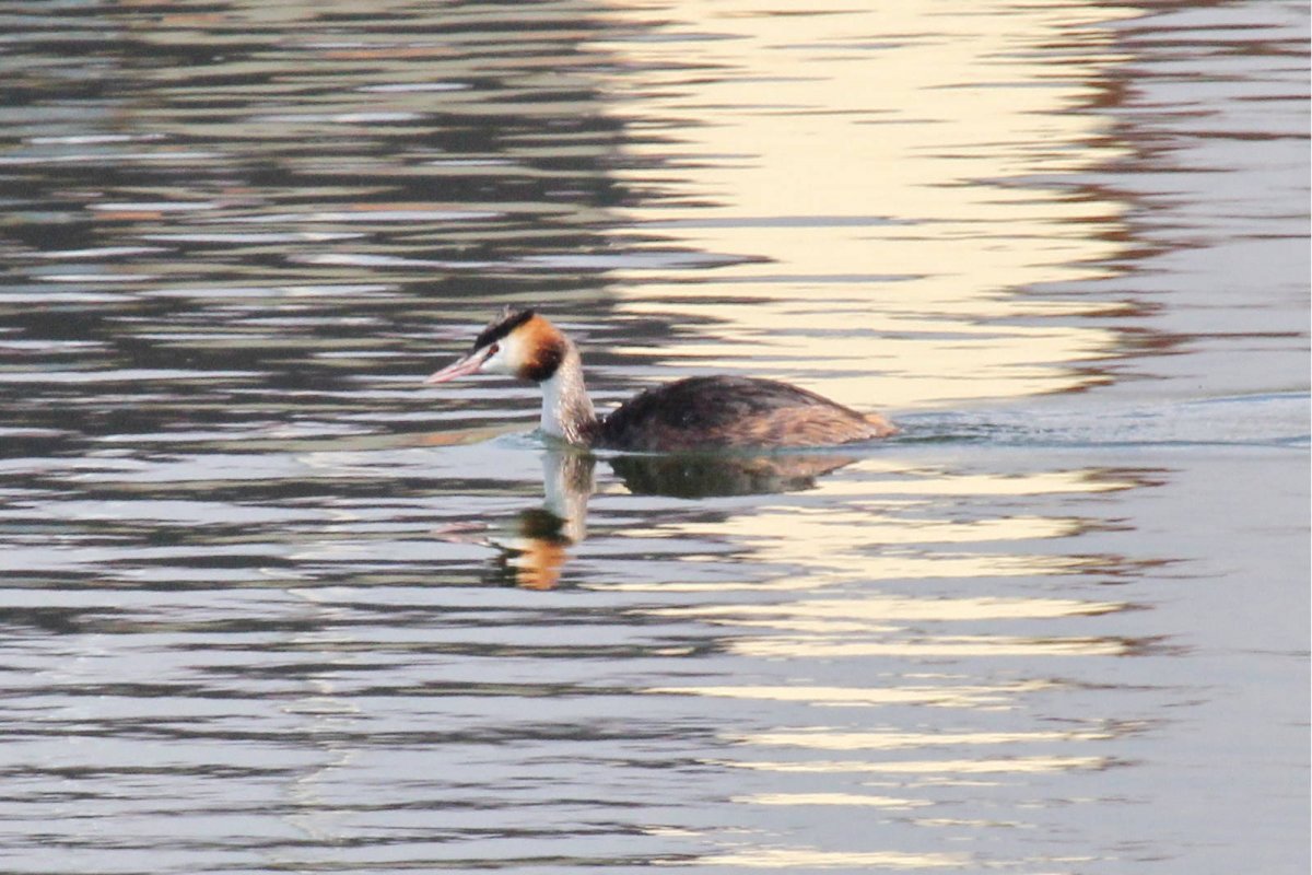 Черношейная поганка птица