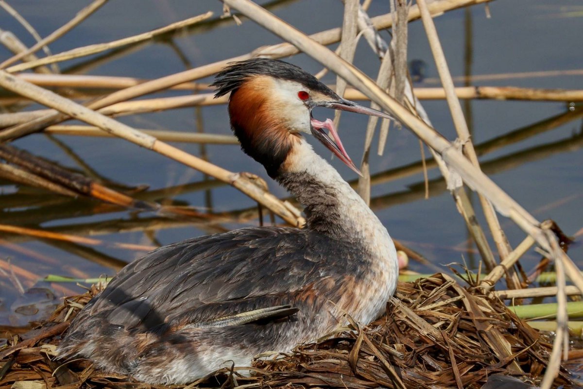 Чомга птица фото и описание