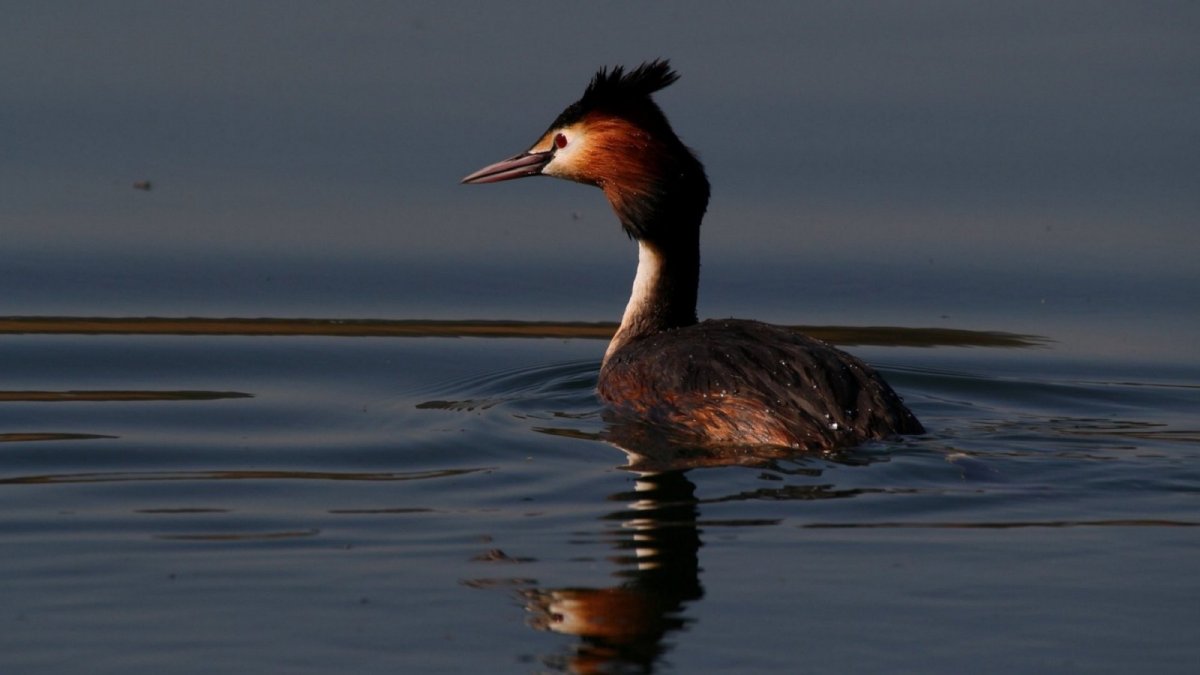 Черношейная поганка