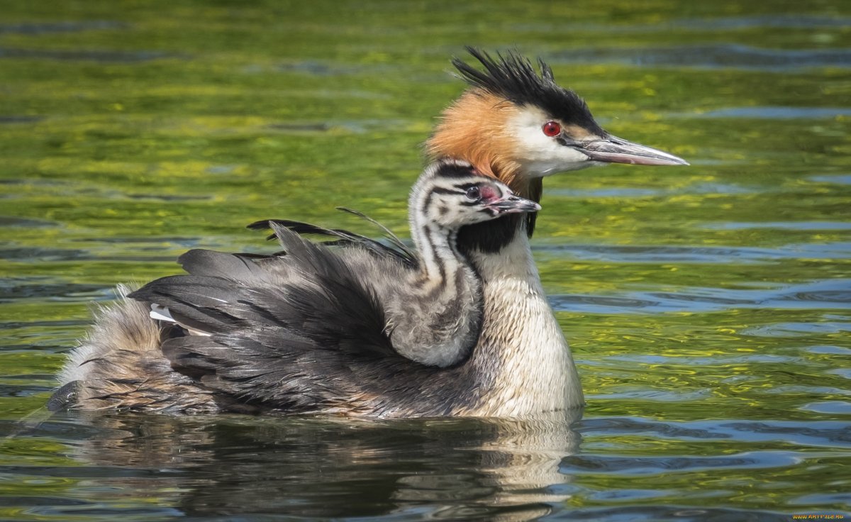 Чомга Озерная