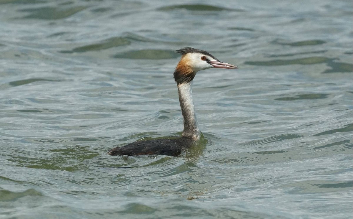 Crested Grebe