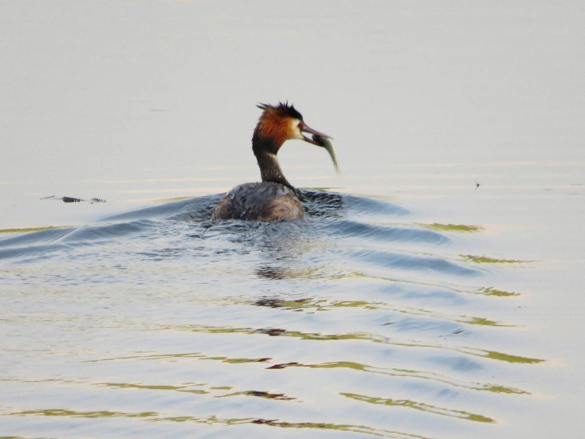 Нырок чомга