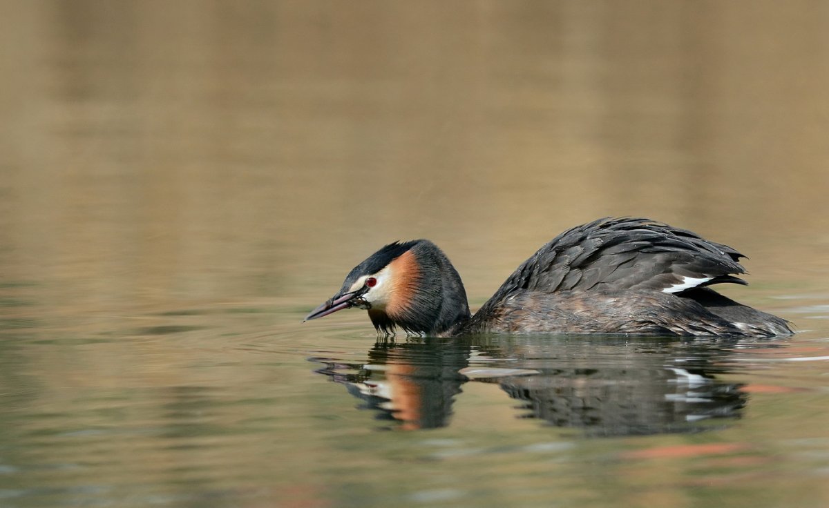 Чомга птенец