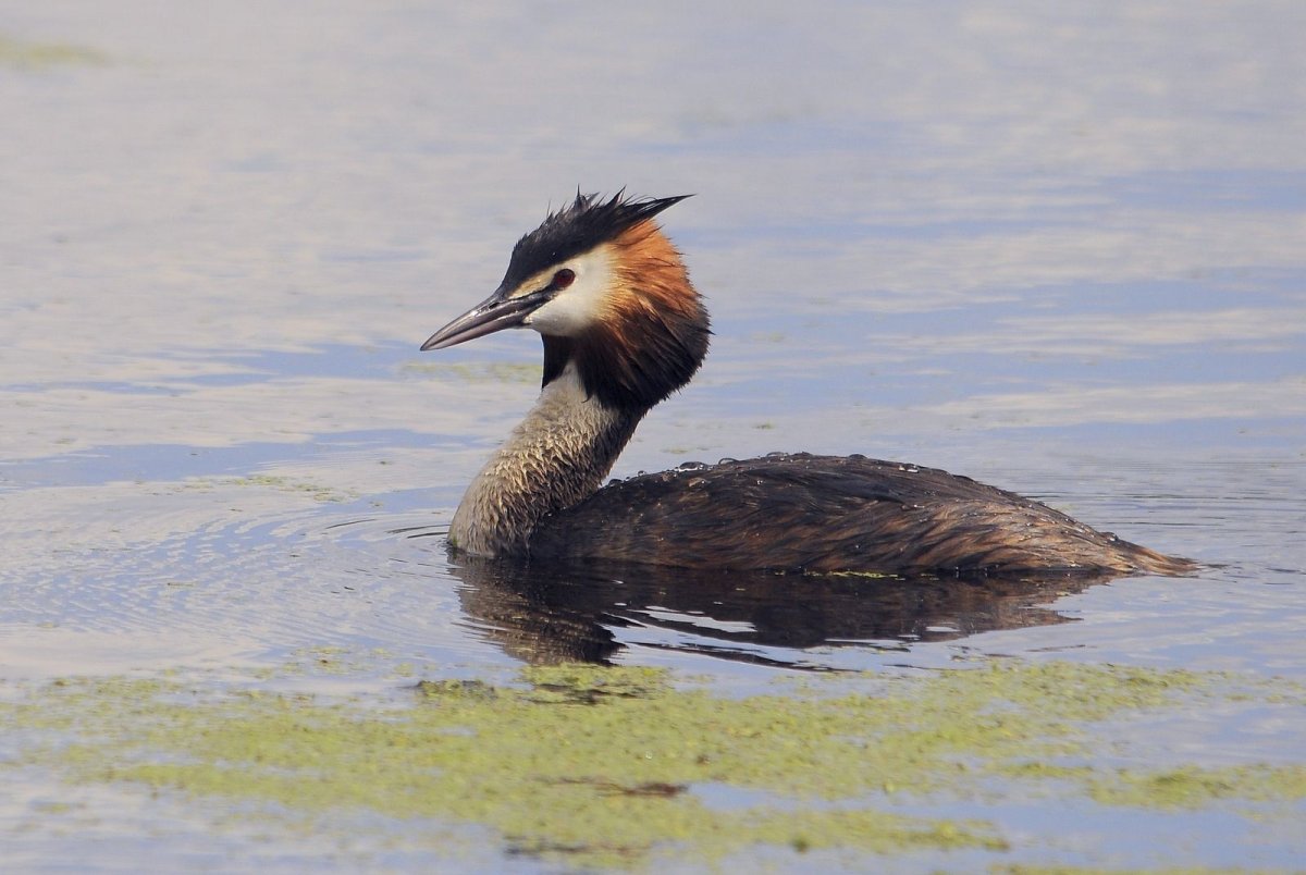 Чомга птенец