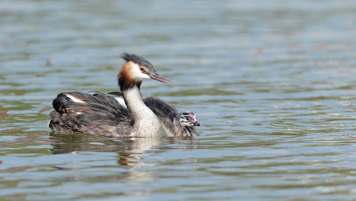 Ныряющая птица чомга