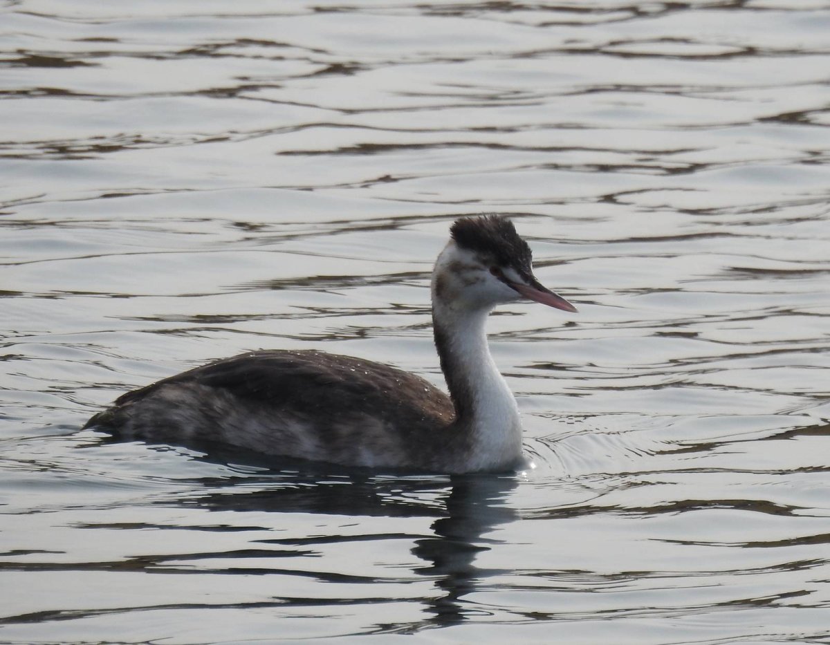 Приморский край чомга птица