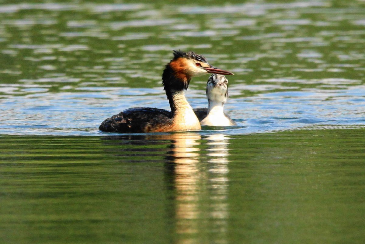 Утка поганка чомга