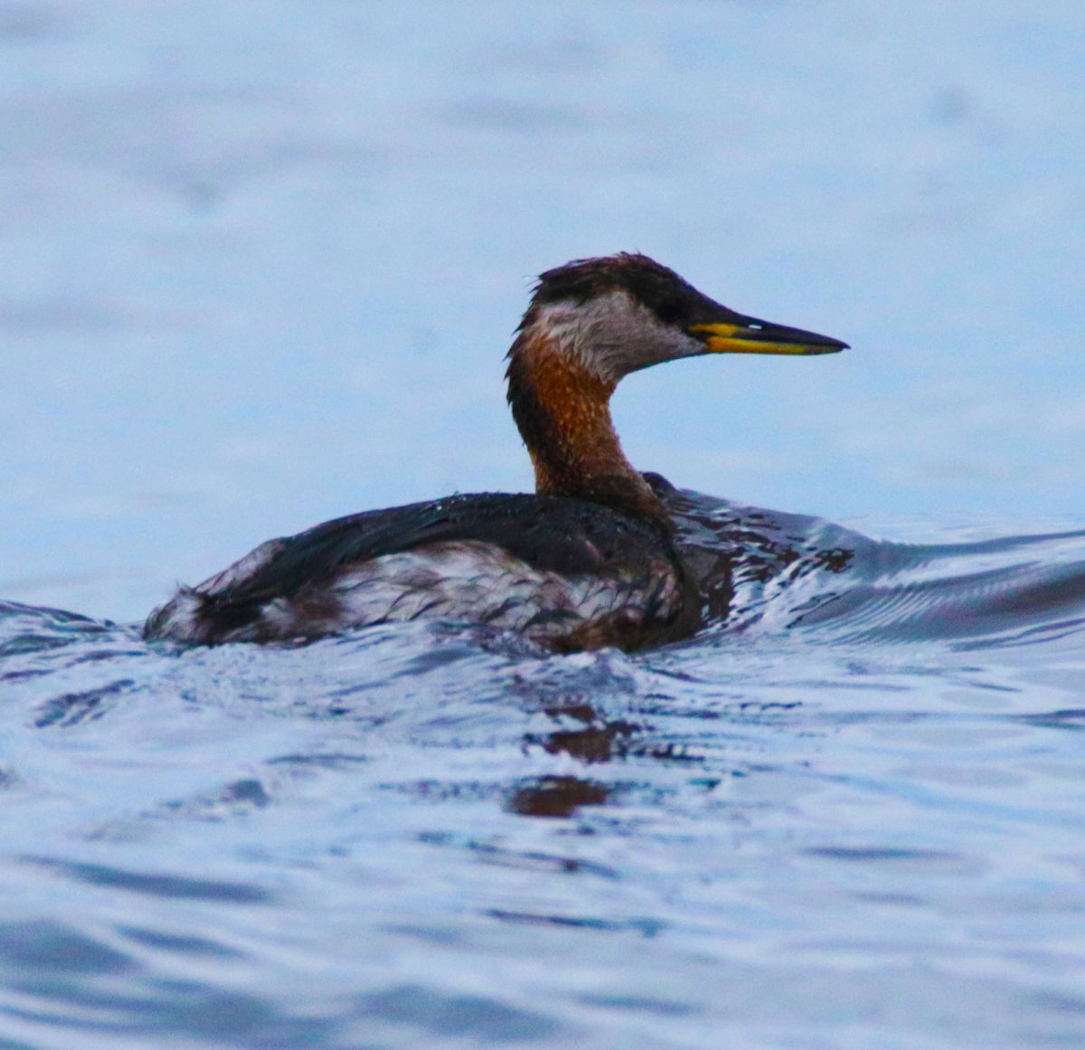 Чомга поганка