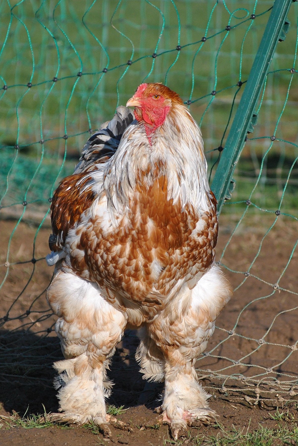 Куры Брама Браун