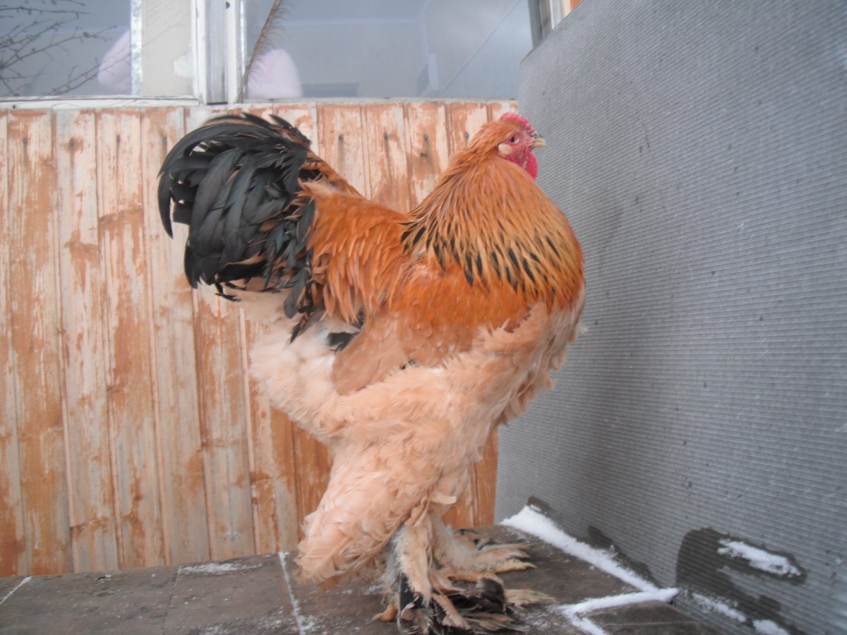 Петух Брама рыжий