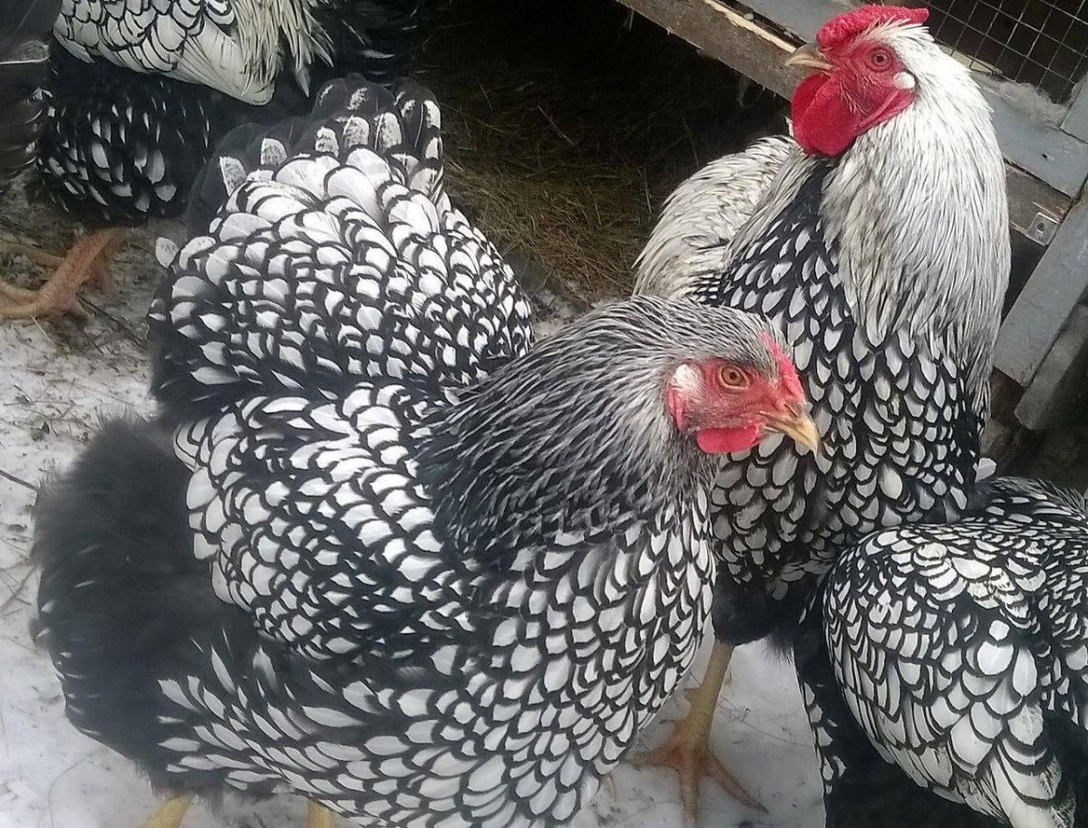 Виандот серебристый черноокаймленный