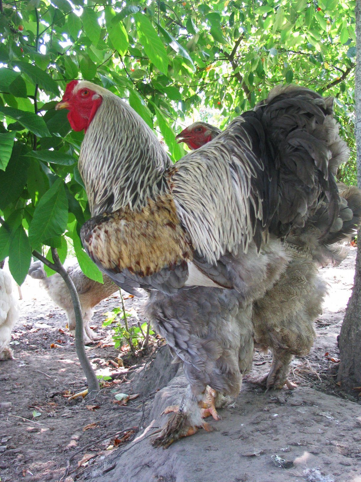 Брама куропатчатая