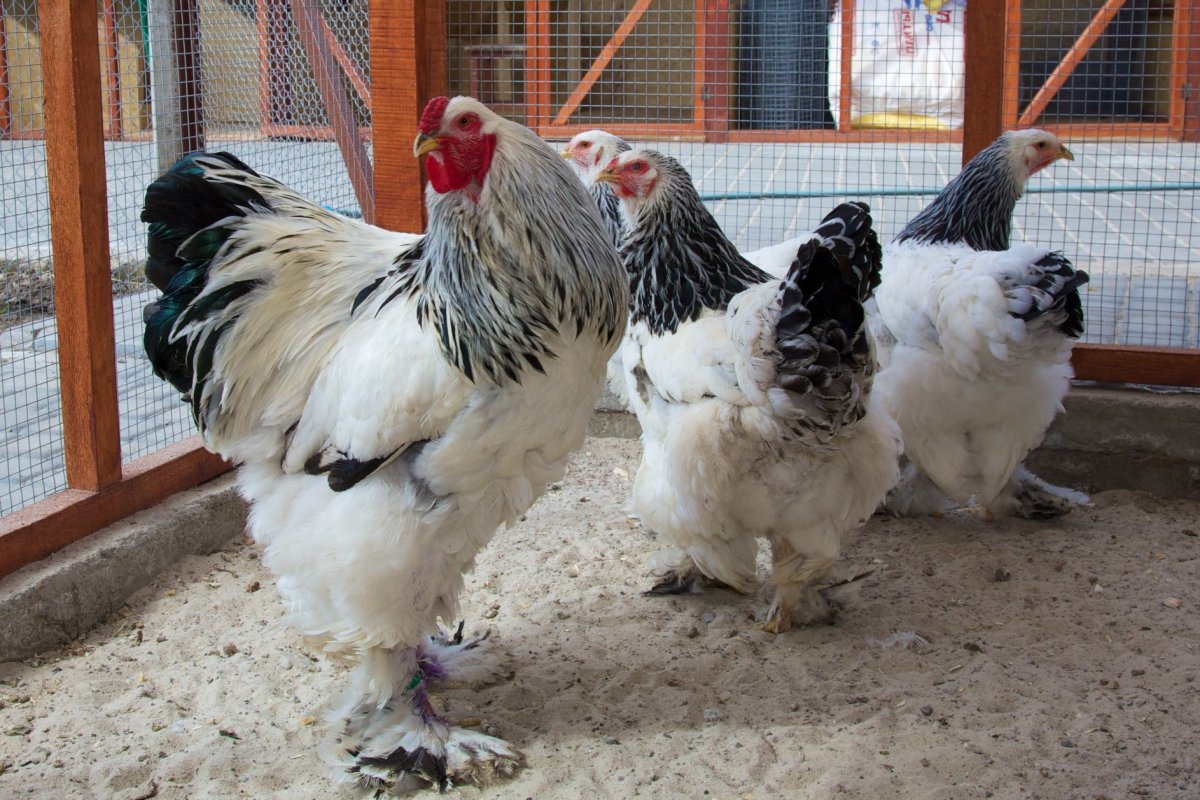 Куры Брама светлая