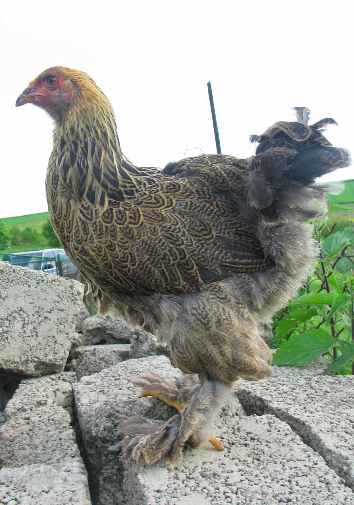 Брама порода кошек