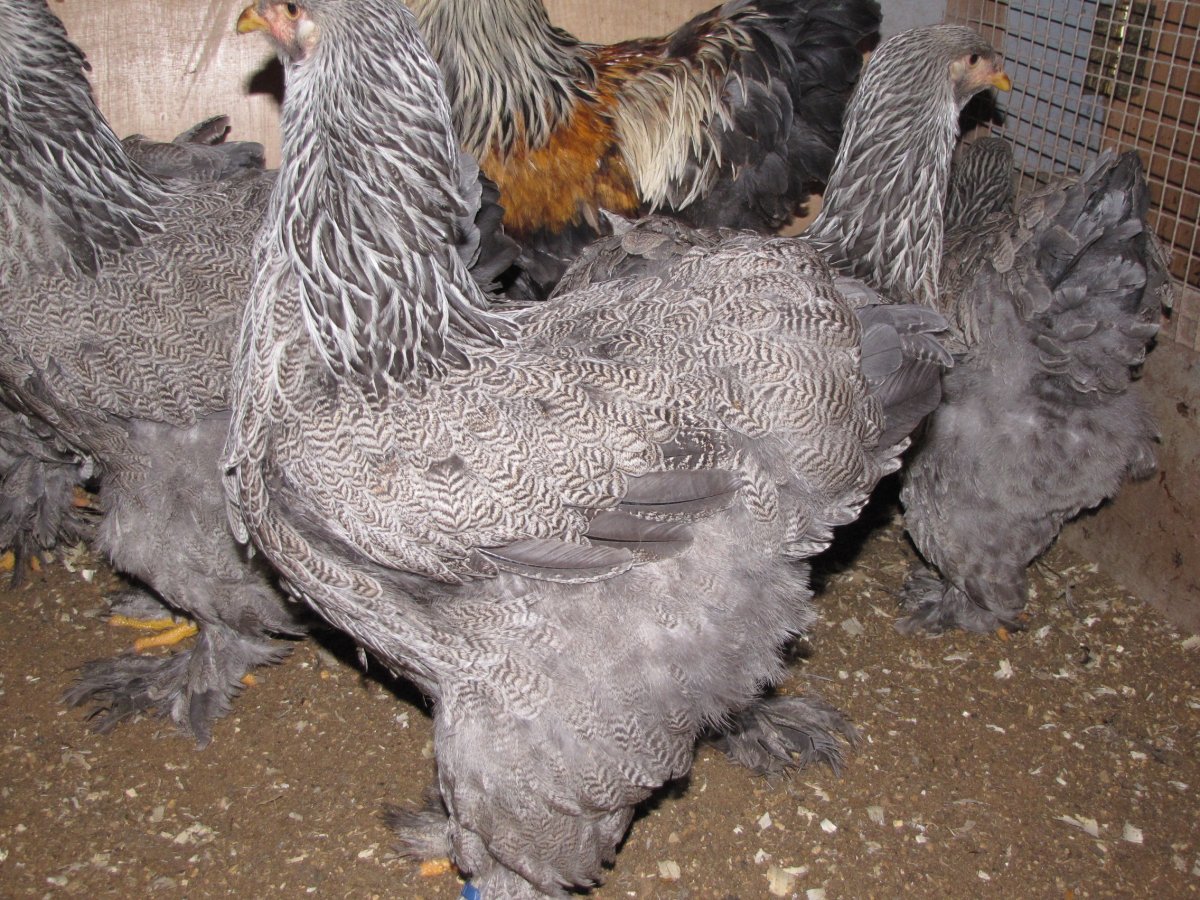 Брама куропатчатая голубоокаймленная