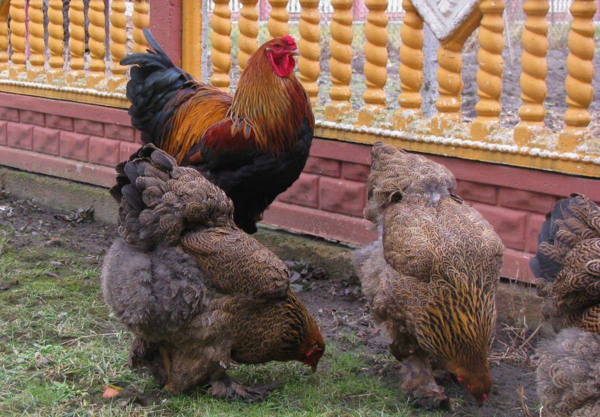 Брама порода