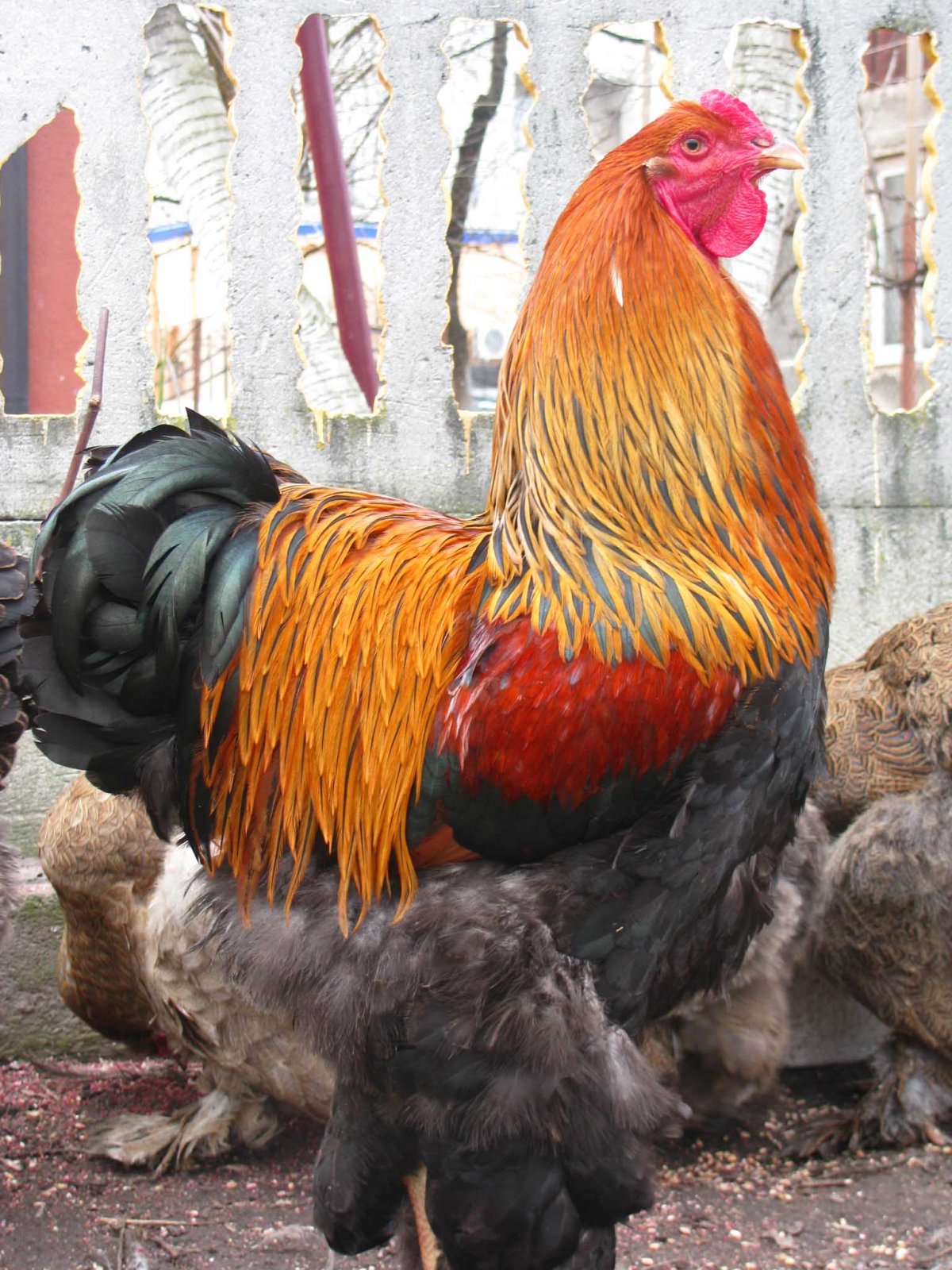 Брама палевая куропатчатая