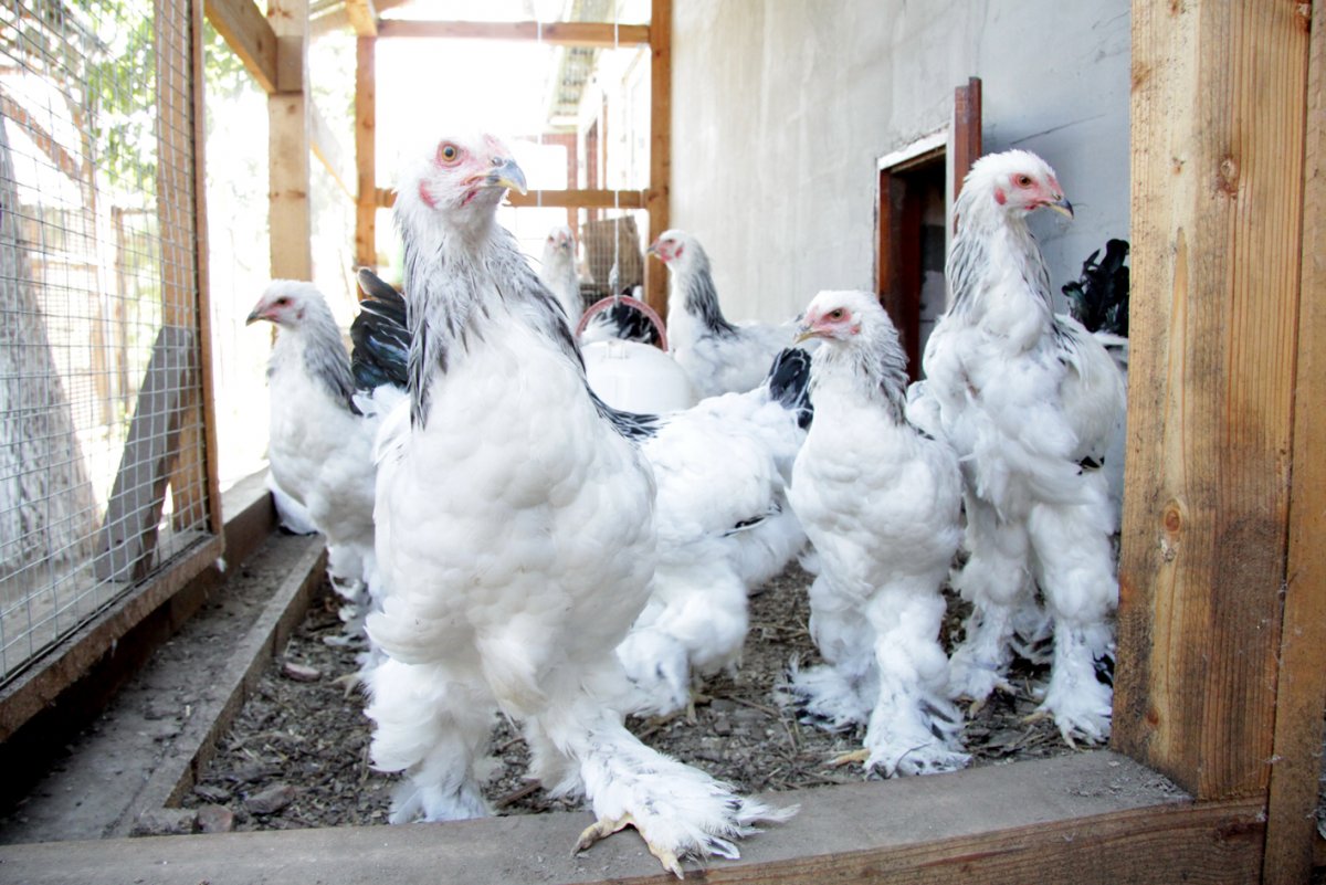 Орпингтон куропатчатый