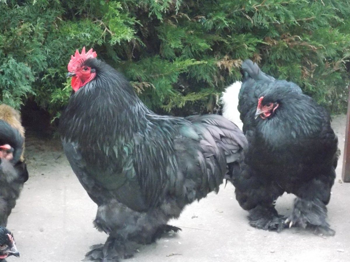 Пепельная Брама