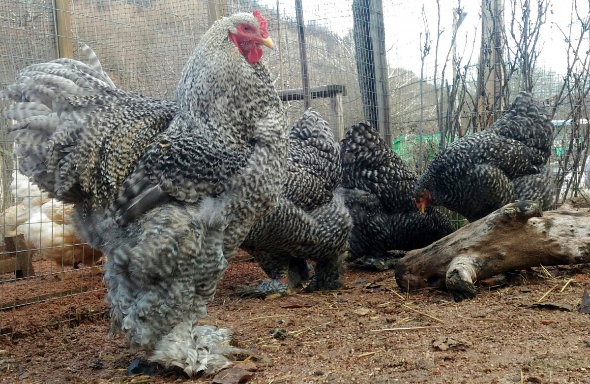 Брама Ястребиная полосатая