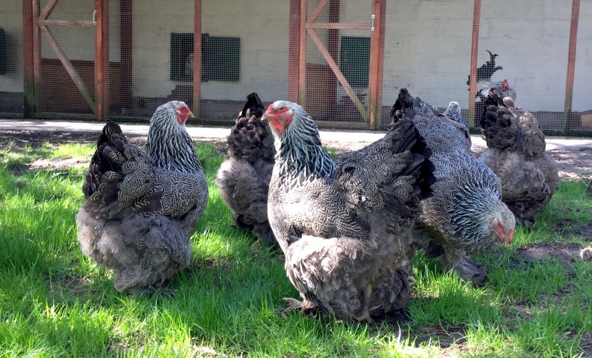 Брама куропатчатая голубоокаймленная
