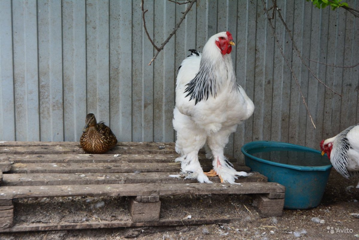 Куры Брама светлая