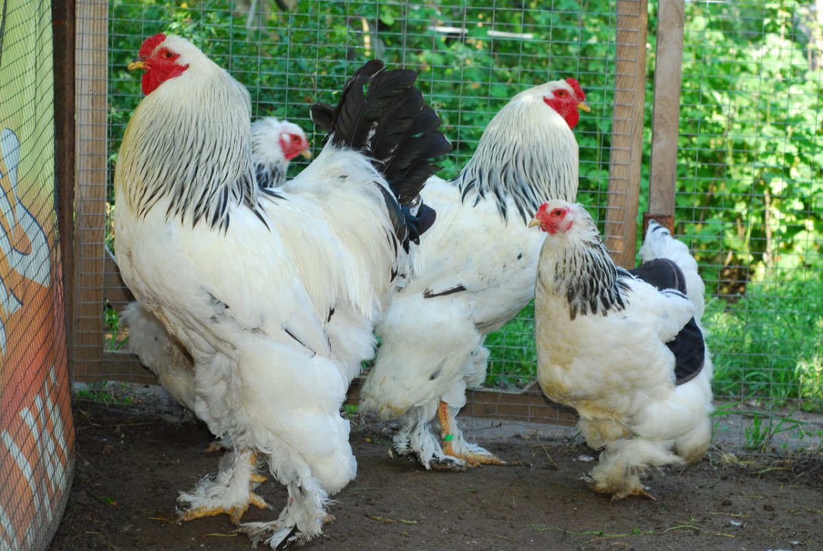 Куры несушки Брама