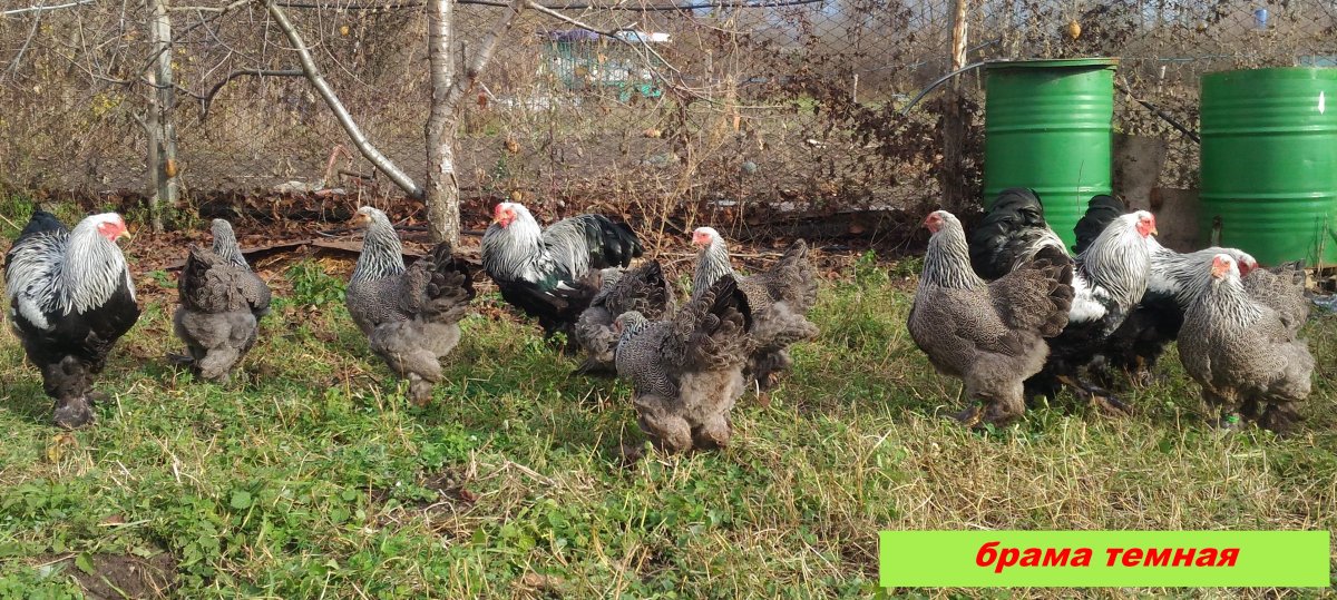 Петух Брама куропатчатая