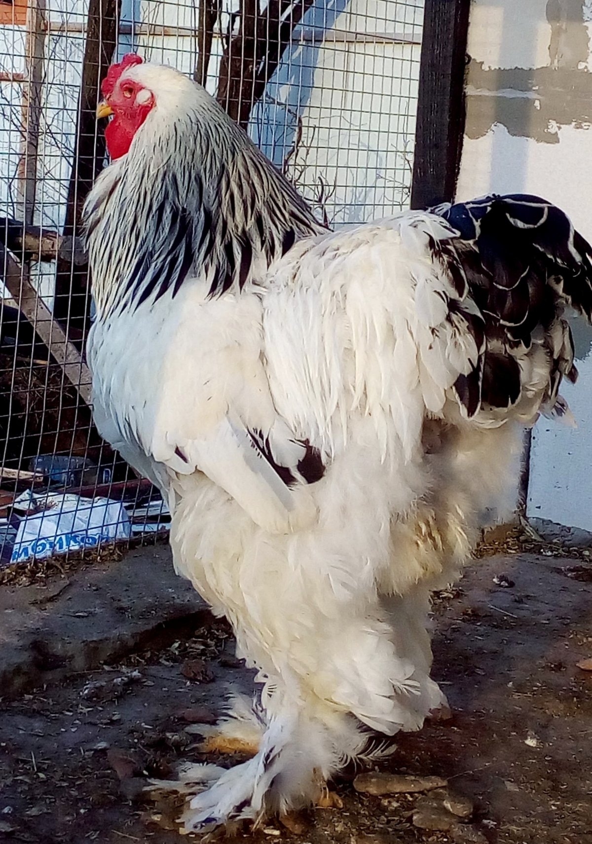 Брама порцелан