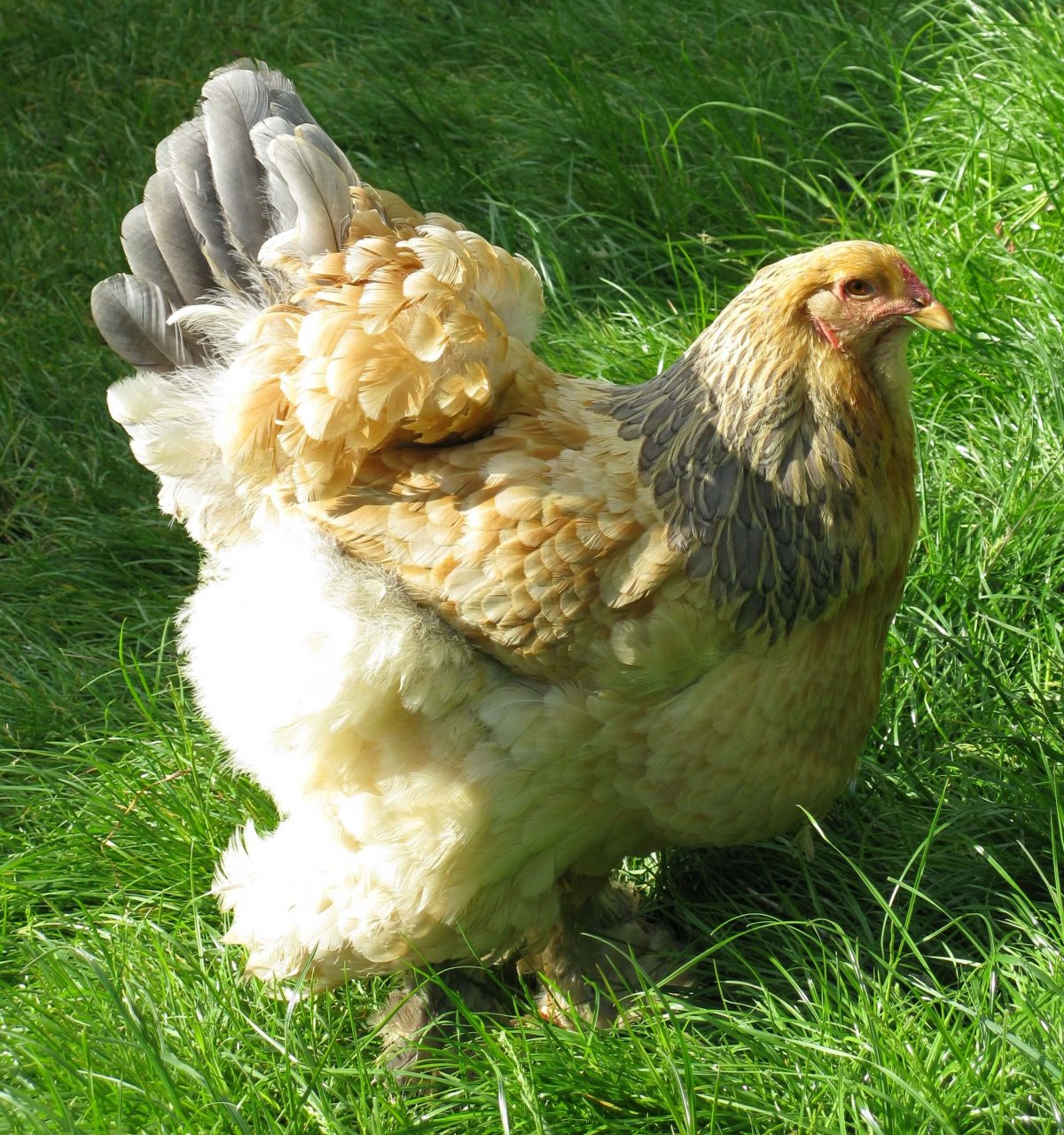 Брама голубокуропатчатая